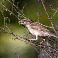 Haussperling (Passer domesticus) Weibchen