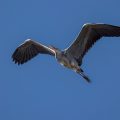 Graureiher (Ardea cinerea)
