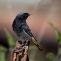 Hausrotschwanz (Phoenicurus ochruros) Männchen