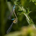 Große Pechlibelle (Ischnura elegans)