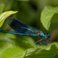 Blauflügel-Prachtlibelle (Calopteryx virgo)