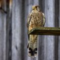 Turmfalke (Falco tinnunculus) Männchen