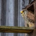 Turmfalke (Falco tinnunculus) Männchen