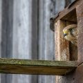 Turmfalke (Falco tinnunculus) Weibchen