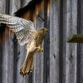 Turmfalke (Falco tinnunculus) Weibchen