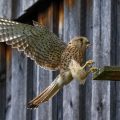 Turmfalke (Falco tinnunculus) Weibchen
