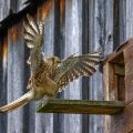 Turmfalke (Falco tinnunculus) Weibchen