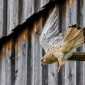 Turmfalke (Falco tinnunculus) Weibchen