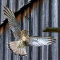 Turmfalke (Falco tinnunculus) Weibchen