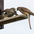 Turmfalke (Falco tinnunculus) Beuteübergabe