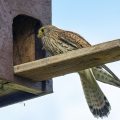 Turmfalke (Falco tinnunculus) Weibchen