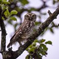 Steinkauz (Athene noctua)