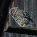 Steinkauz (Athene noctua)