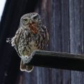 Steinkauz (Athene noctua)