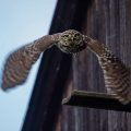 Steinkauz (Athene noctua)