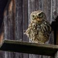 Steinkauz (Athene noctua)