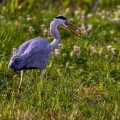 Graureiher (Ardea cinerea)