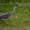 Graureiher (Ardea cinerea)