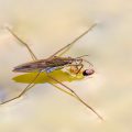 Wasserläufer (Gerris sp.)