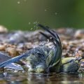Blaumeise (Cyanistes caeruleus)