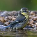 Blaumeise (Cyanistes caeruleus)