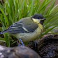 Kohlmeise (parus major)
