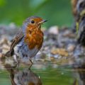 Rotkehlchen (Erithacus rubecula)