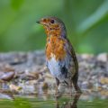 Rotkehlchen (Erithacus rubecula)