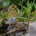 Grünfink (Carduelis chloris)