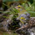 Grünfink (Carduelis chloris)