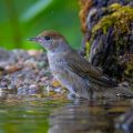 Mönchsgrasmücke (Sylvia atricapilla) Weibchen