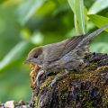 Mönchsgrasmücke (Sylvia atricapilla) Weibchen