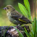 Grünfink (Carduelis chloris)