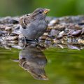 Haussperling (Passer domesticus) Jungvogel