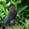 Amsel (Turdus merula) Jugendkleid