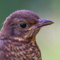 Amsel (Turdus merula) Jugendkleid