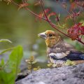Kernbeißer (Coccothraustes coccothraustes) Jugendkleid