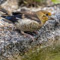 Kernbeißer (Coccothraustes coccothraustes) Jugendkleid