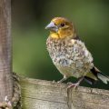 Kernbeißer (Coccothraustes coccothraustes) Jugendkleid