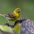 Girlitz (Serinus serinus) Männchen