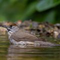 Mönchsgrasmücke (Sylvia atricapilla) Weibchen