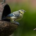 Blaumeise (Cyanistes caeruleus) Jungvogel