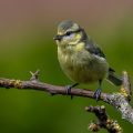 Blaumeise (Cyanistes caeruleus) Jungvogel