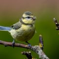 Blaumeise (Cyanistes caeruleus) Jungvogel