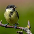 Kohlmeise (parus major) Jungvogel