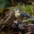 Blaumeise (Cyanistes caeruleus) Jungvogel