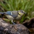 Blaumeise (Cyanistes caeruleus) Jungvogel