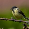 Kohlmeise (parus major) Jungvogel