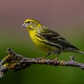 Girlitz (Serinus serinus) Männchen