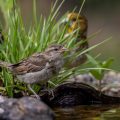 Haussperling (Passer domesticus) Jungvogel